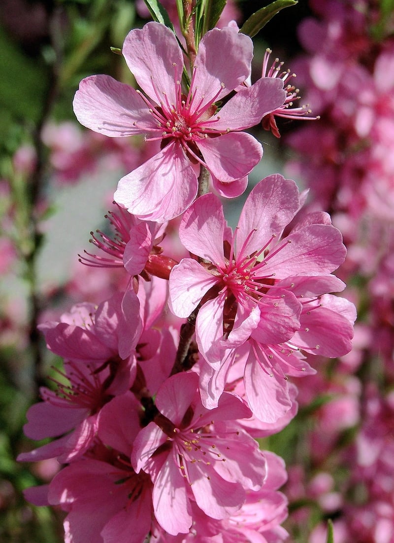 Spring Renewal