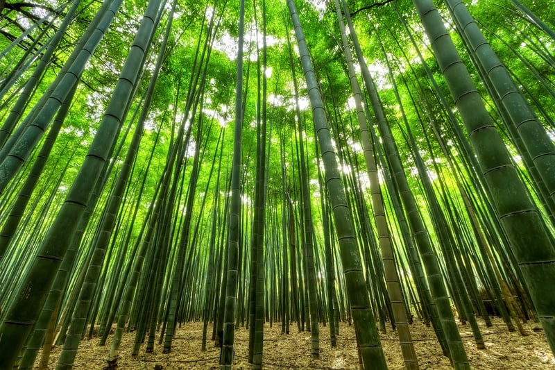 Golden Bamboo