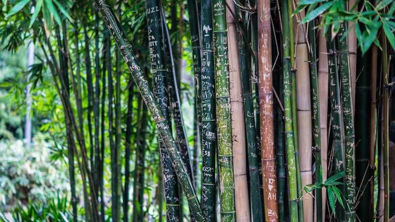Common Bamboo