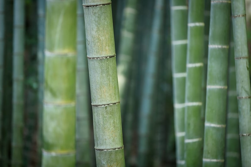 Lucky Bamboo