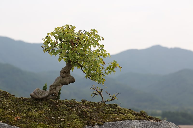 Bonsai Tree in Zen Garden